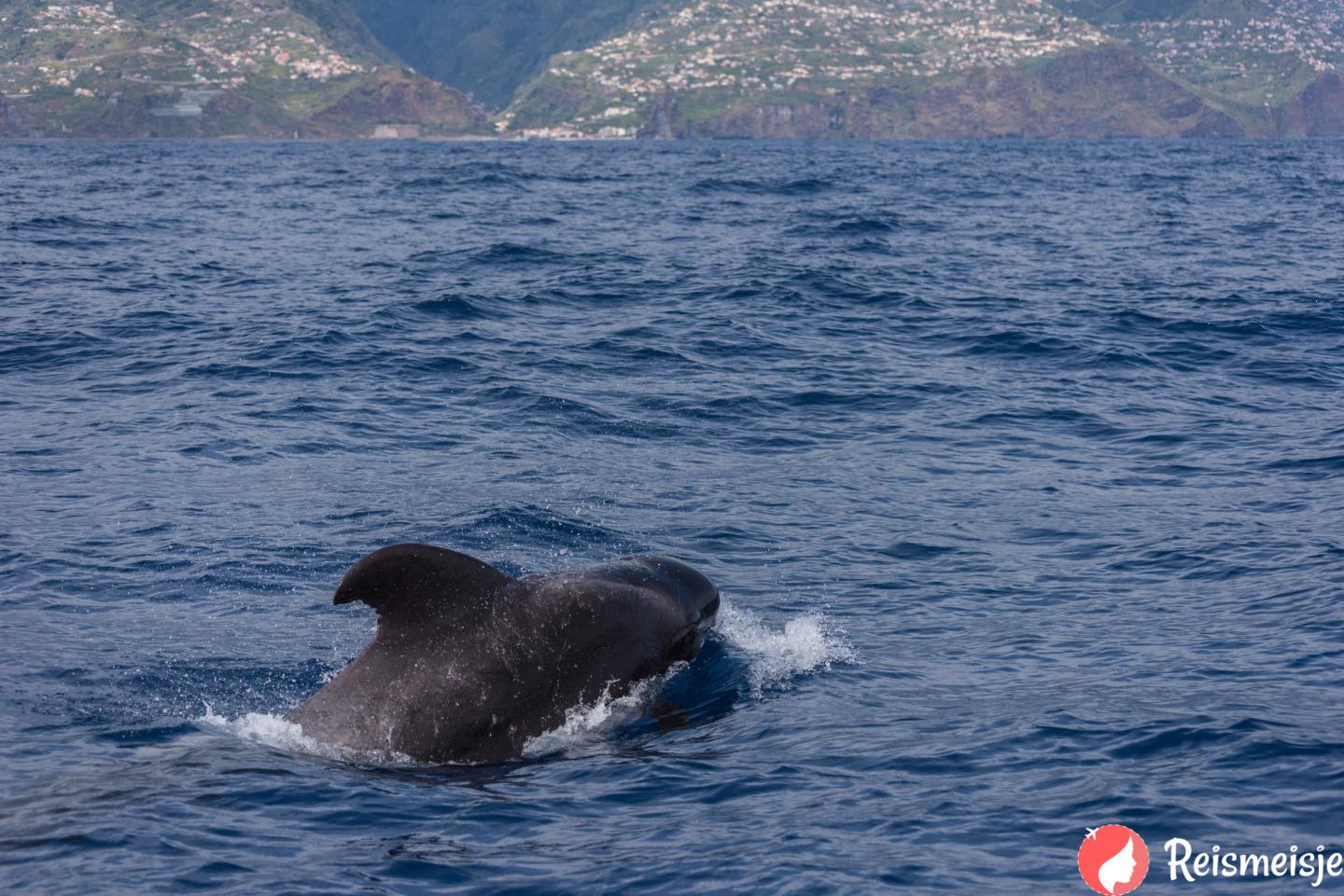 Dolfijnen Madeira2