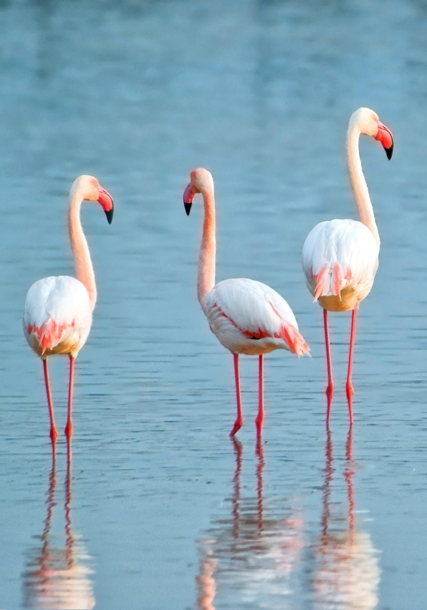 Murcia Flamingos