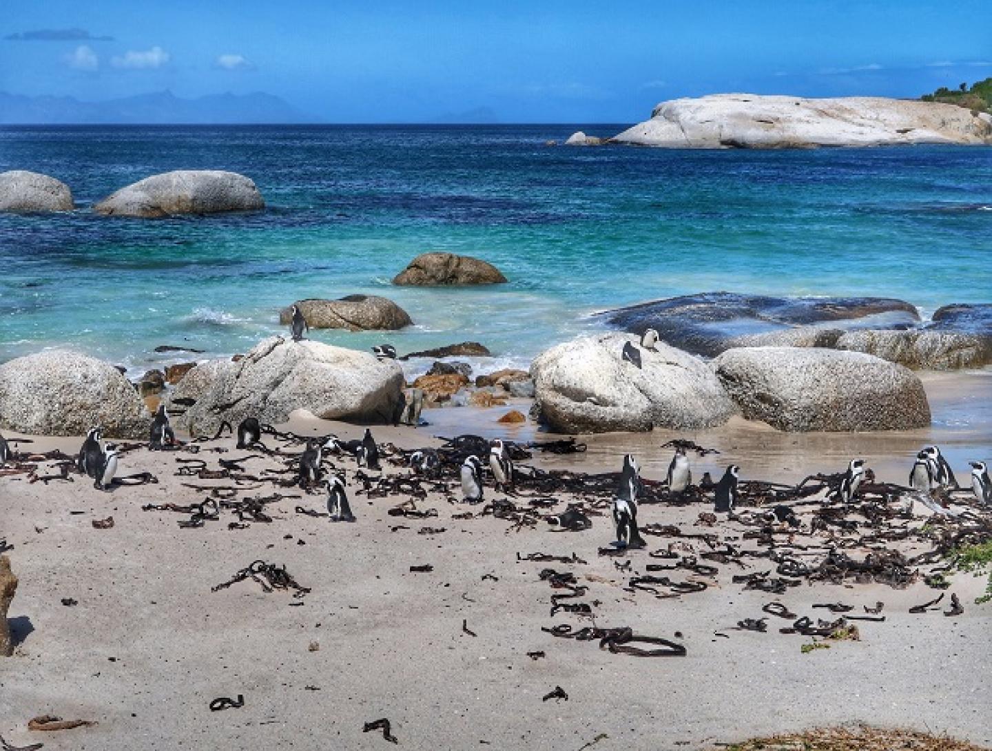 Kaapstad pinguins